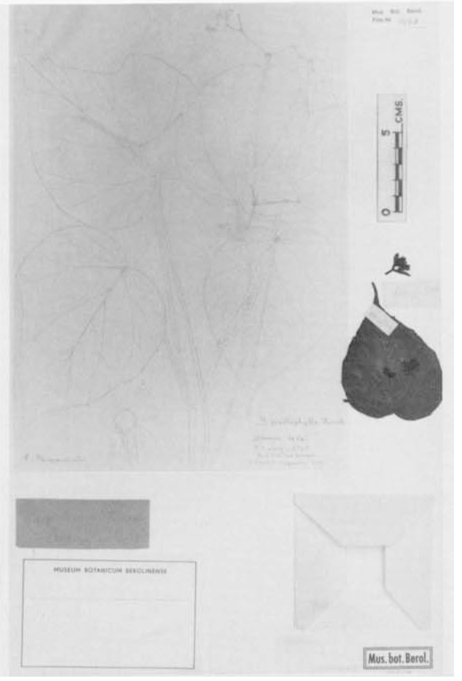 B. psilophylla